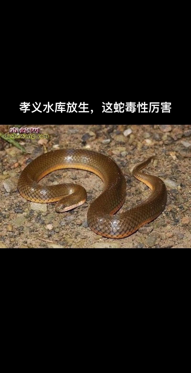 2025澳门全年資料免費大全和放生毒蛇有人被咬伤与放生毒蛇有人被咬伤怎么办