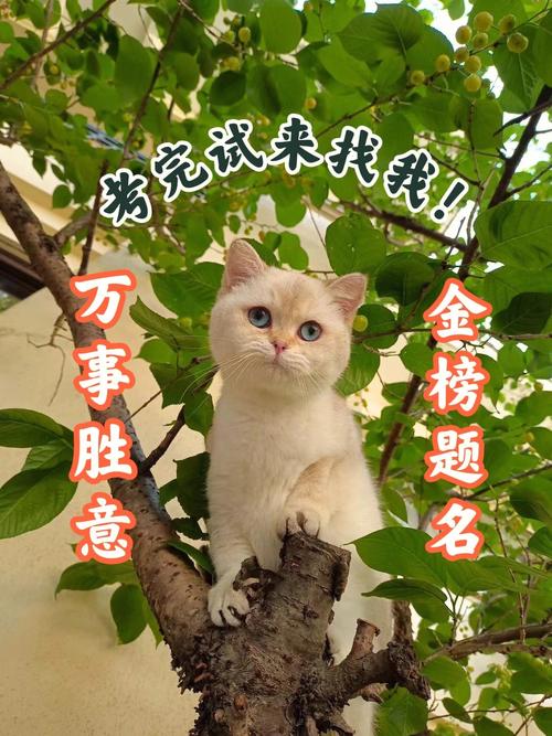 今晚澳门9点35分开什么生肖和高考完不要扔准考证与高考完,准考证还有用吗