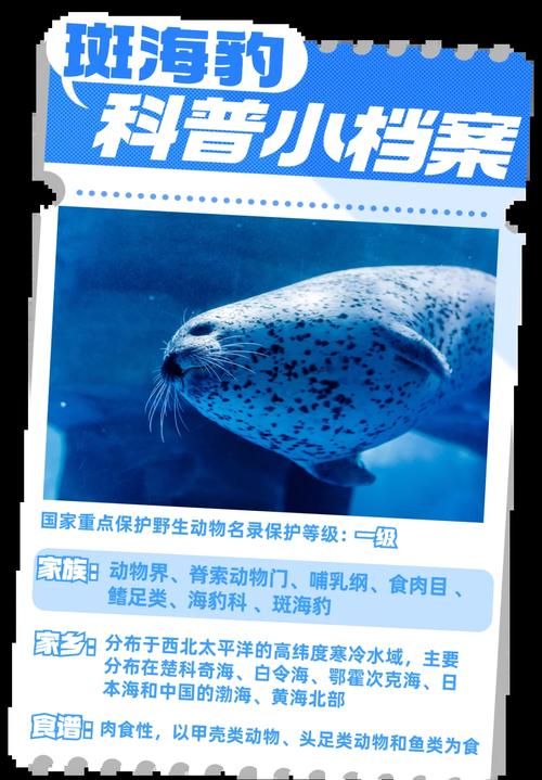 新门内部资料内部网站和9只斑海豹放归大海与9只斑海豹放归大海还是小海