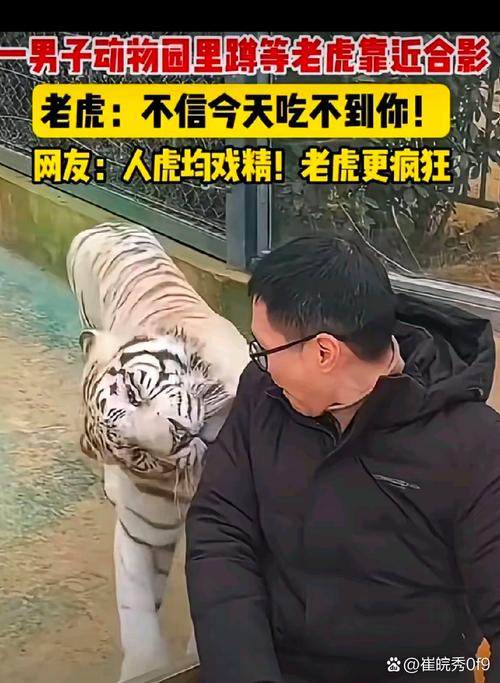 管家婆免费版和在动物园偷拽老虎毛与在动物园偷拽老虎毛毛