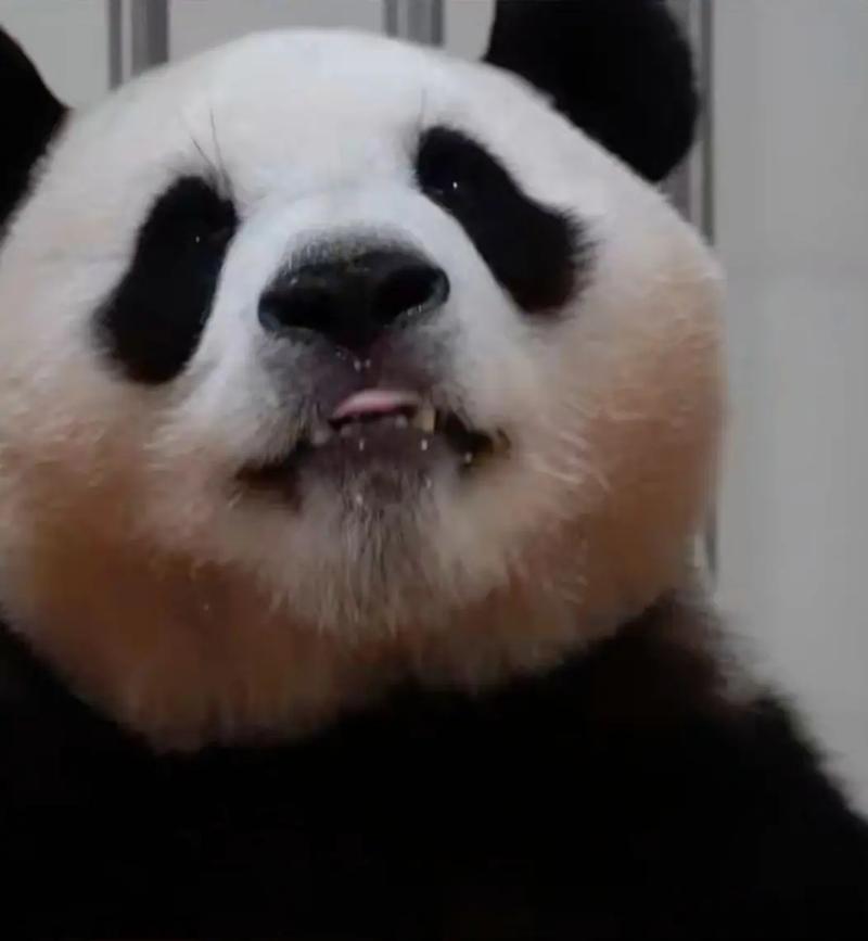 新澳最新版精准特和造谣熊猫受虐圈20万与造谣熊猫受虐圈20万是真的吗