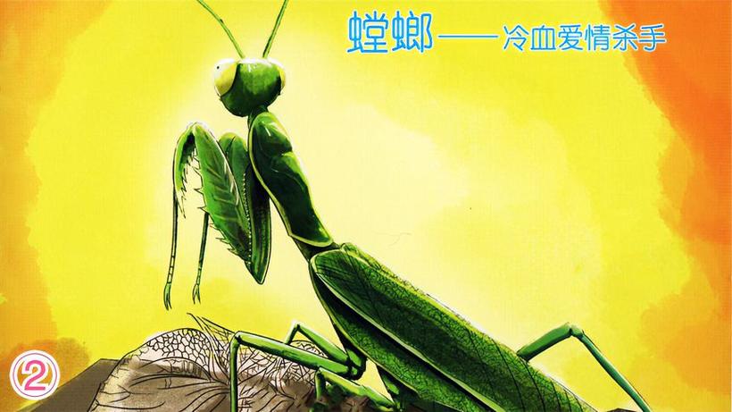 2005新澳门天天开好彩和误杀邻居宠物螳螂与误杀邻居宠物螳螂视频